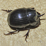 Copris elphenor